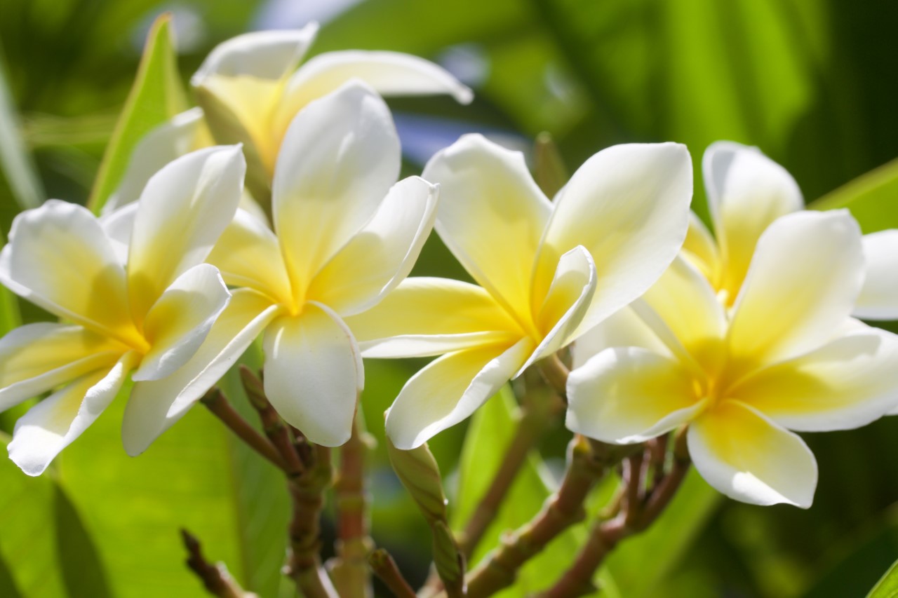 Everything You Need To Know About Plumeria In HawaiÊ»i Hawaii Magazine