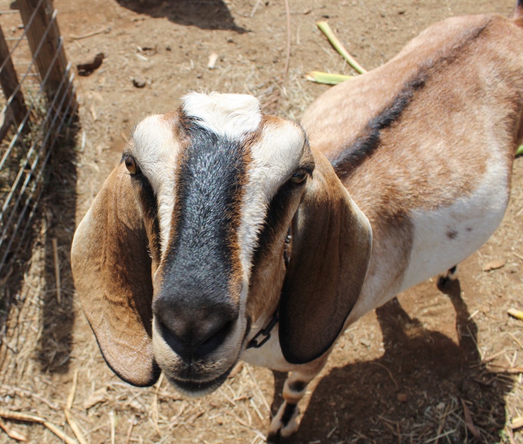 Haleakala Creamery 