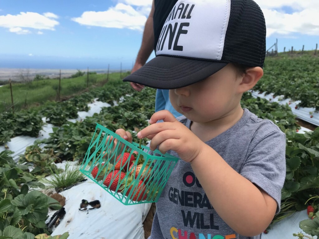 20230217 Mauikids Strawberry Kula Ctf