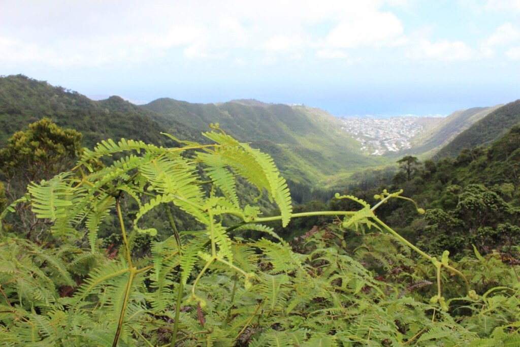 20230413 Nativeplants Ctf Uluhe 4img 1745 2048x1365