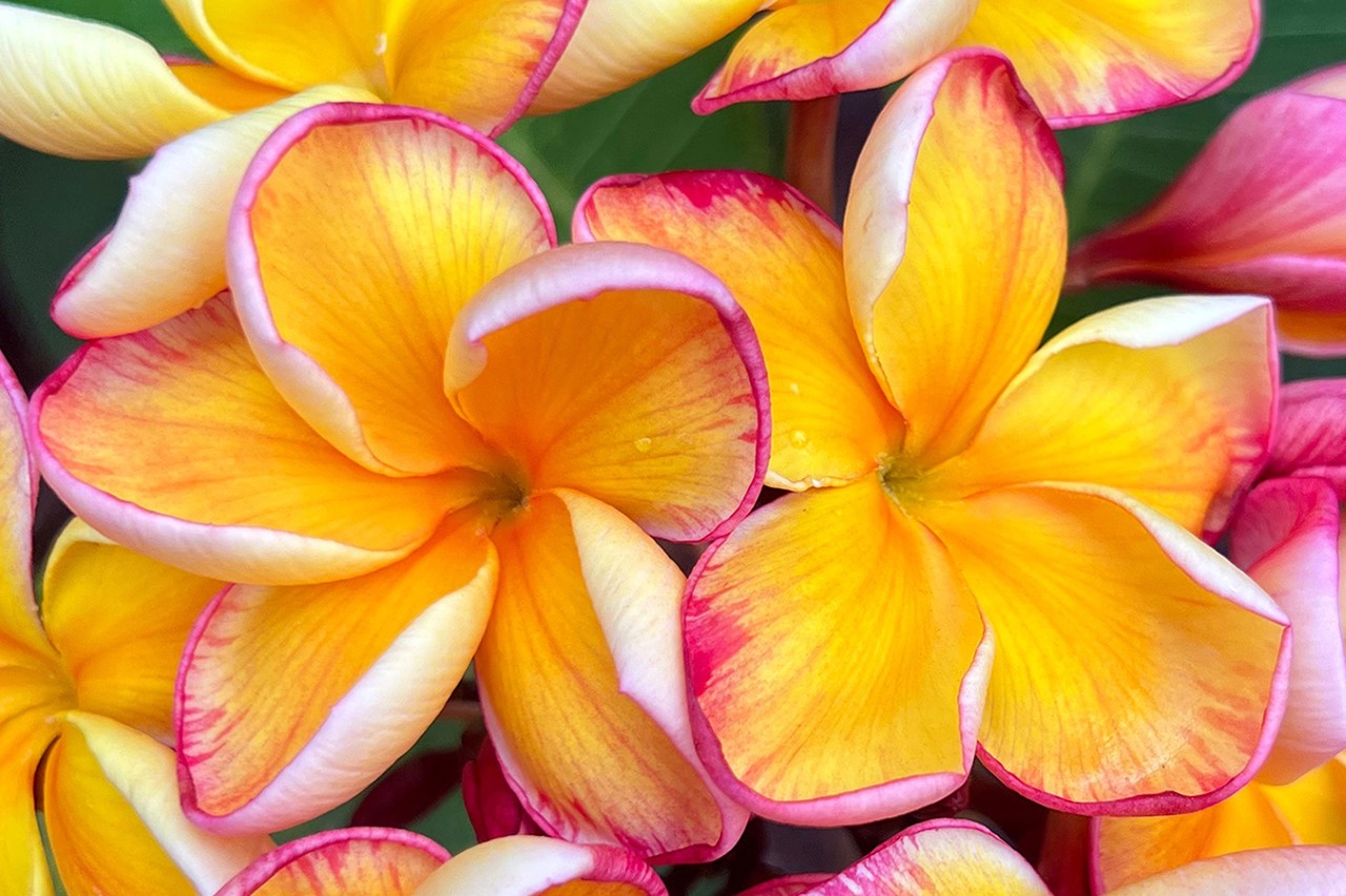 See Some of the Rarest Plumeria in the World on this North Shore Farm ...