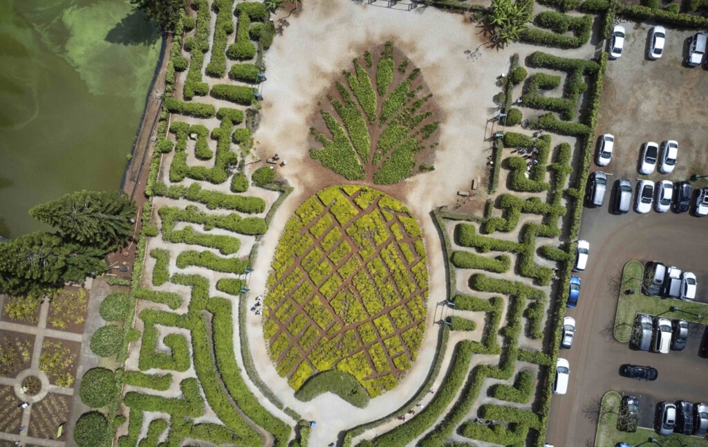 Thumbnail Dole Plantation Maze2