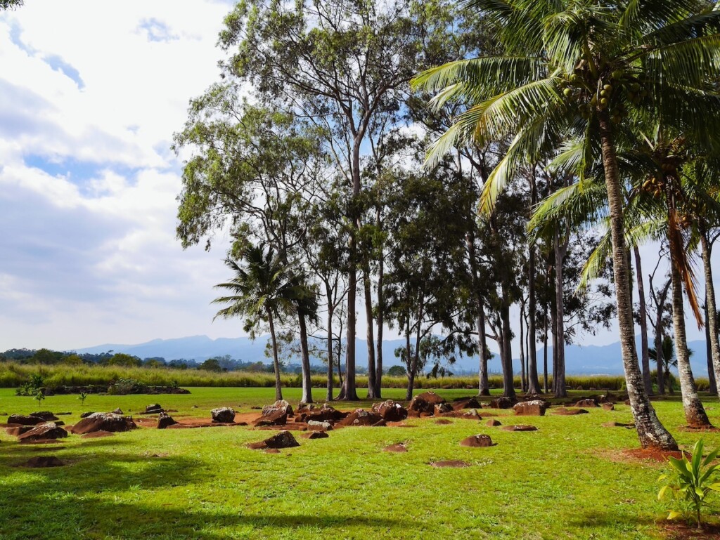 Ancient Historical Kukaniloko Birthstones Where Royal Women Gave Birth To Hawaiian Chiefs, Located On Oahu, Hawaii
