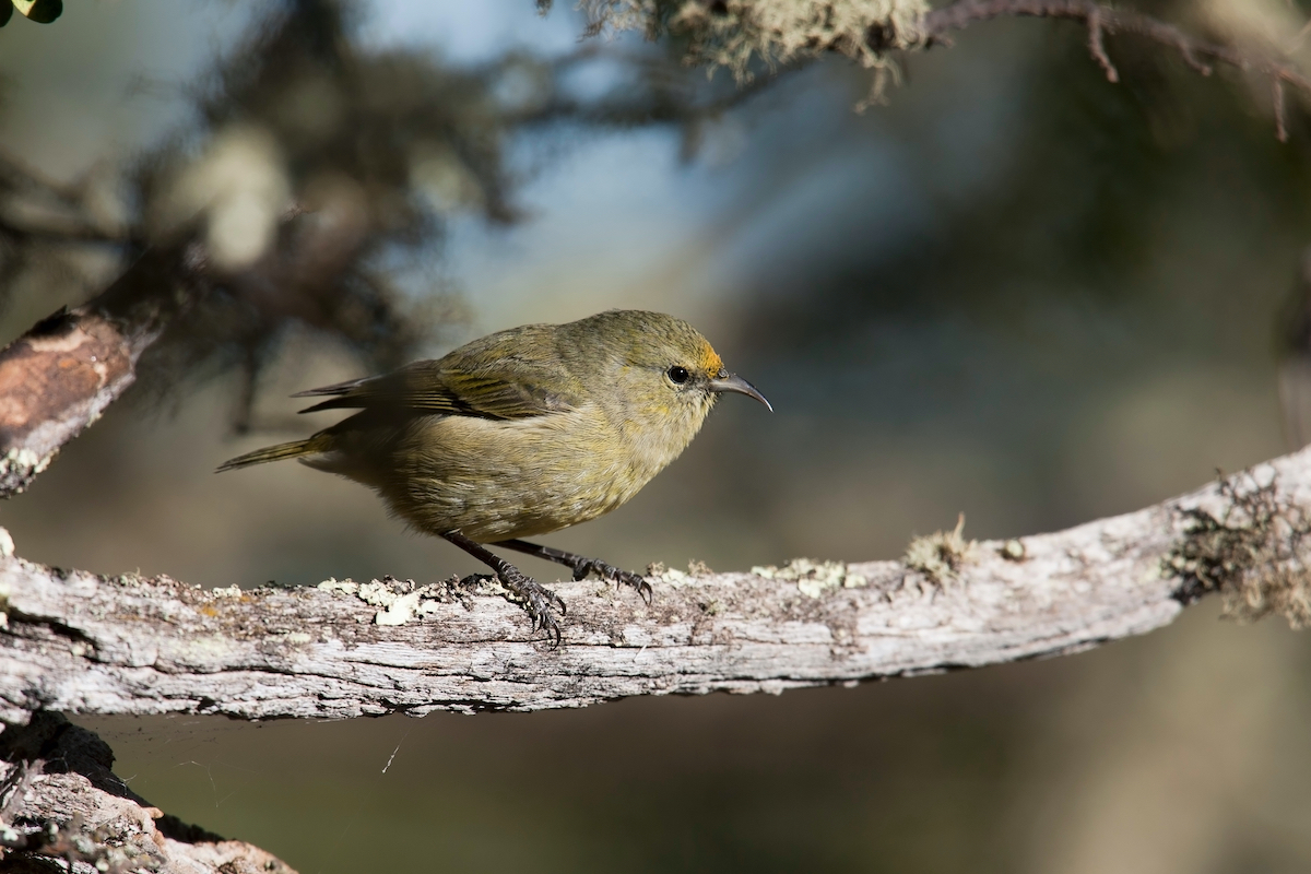 Bird Watching on Hawaii Island's Kipukapuaulu Trail - HAWAIʻI Magazine