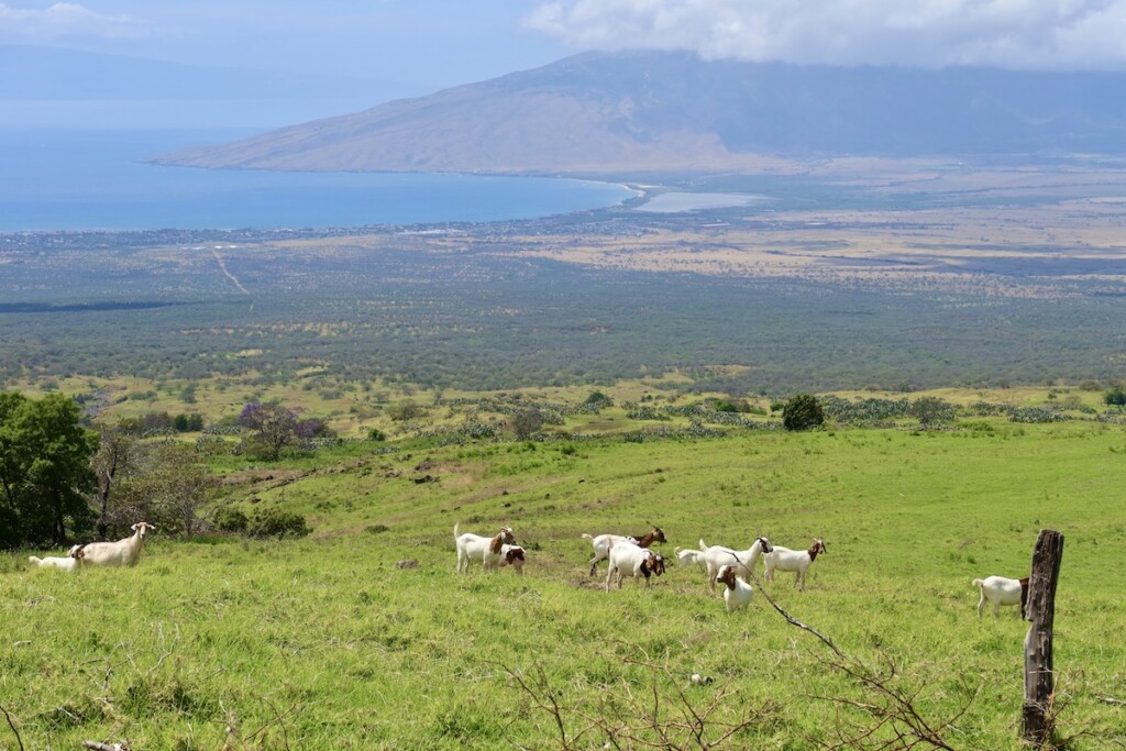 Upcountry Maui