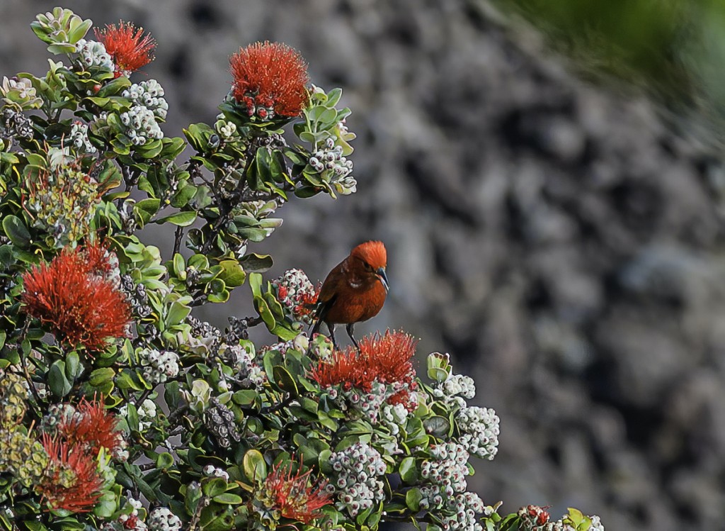 The Apapane (himatione Sanguinea, Is A Small, Crimson, Species Of Hawaiian Honeycreeper Endemic To The Hawaiian Islands. They Are The Most Abundant And Widely Distributed Honeycreeper And Are Found On The Islands Of Hawai ªi, Maui, LƒÅna ªi, Kaua ªi, Molo