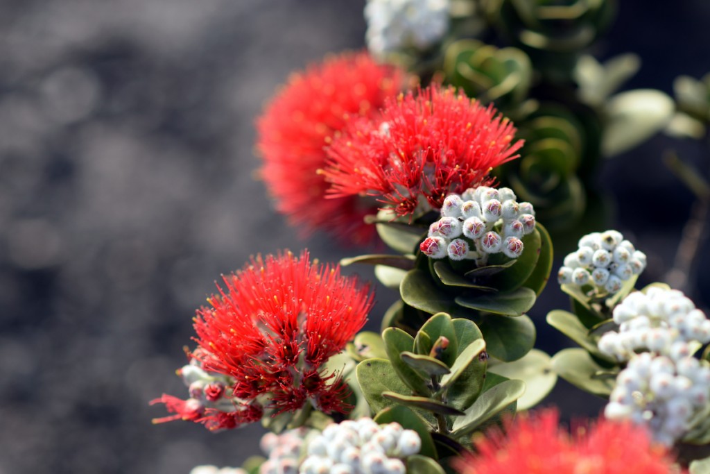 Blazing Blooms Of Ohia Flowers