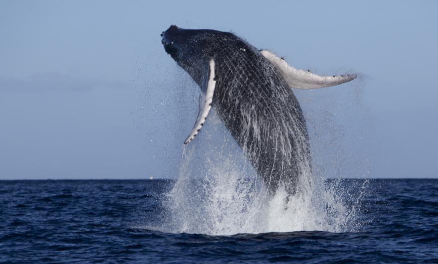 hawaii-humpback-whale-season