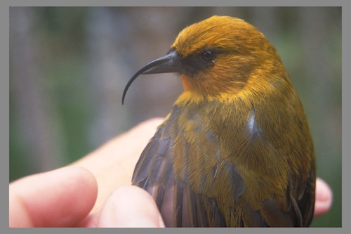 Hawaii_Big_Island_endangered_birds 