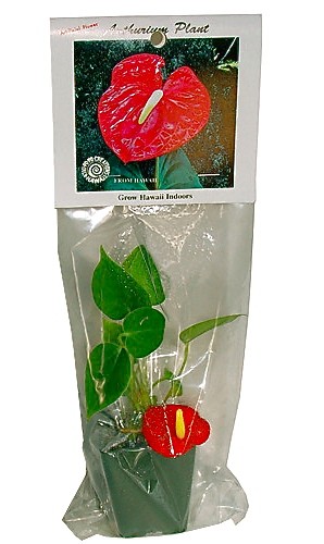 Hawaii_plants_how_to_take_back_Mainland