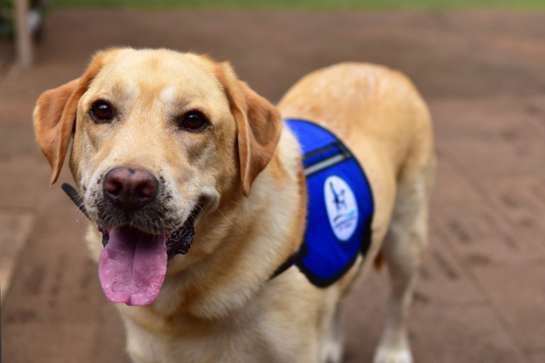 Assistance-Dogs-2017---02-08---HCF---Day-1---351