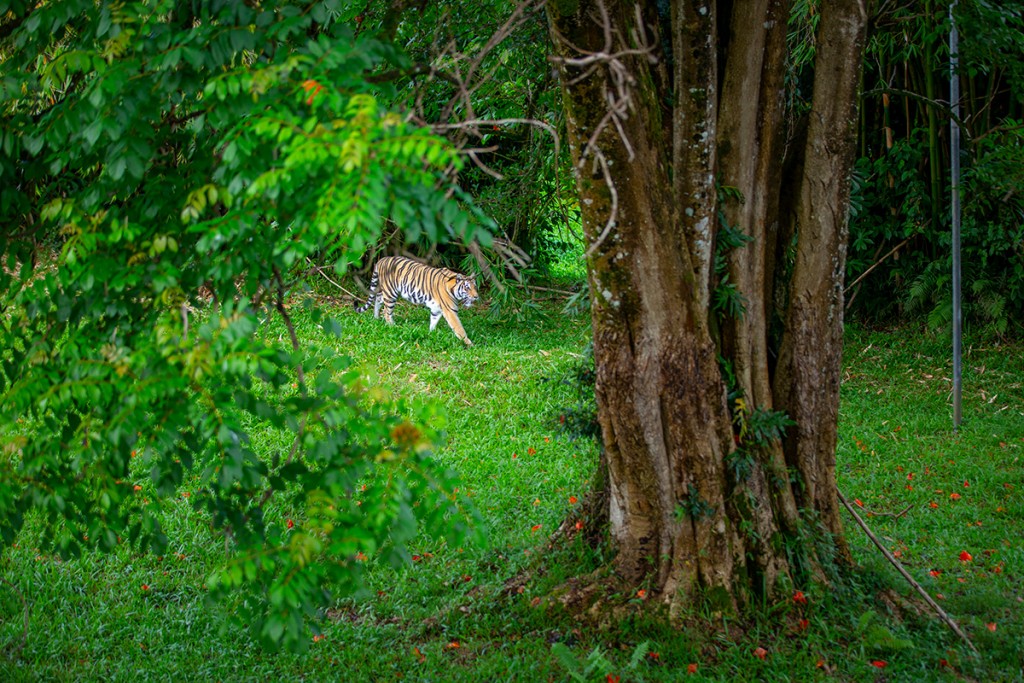 Bigisland-zoo-20191118_ARH-1421