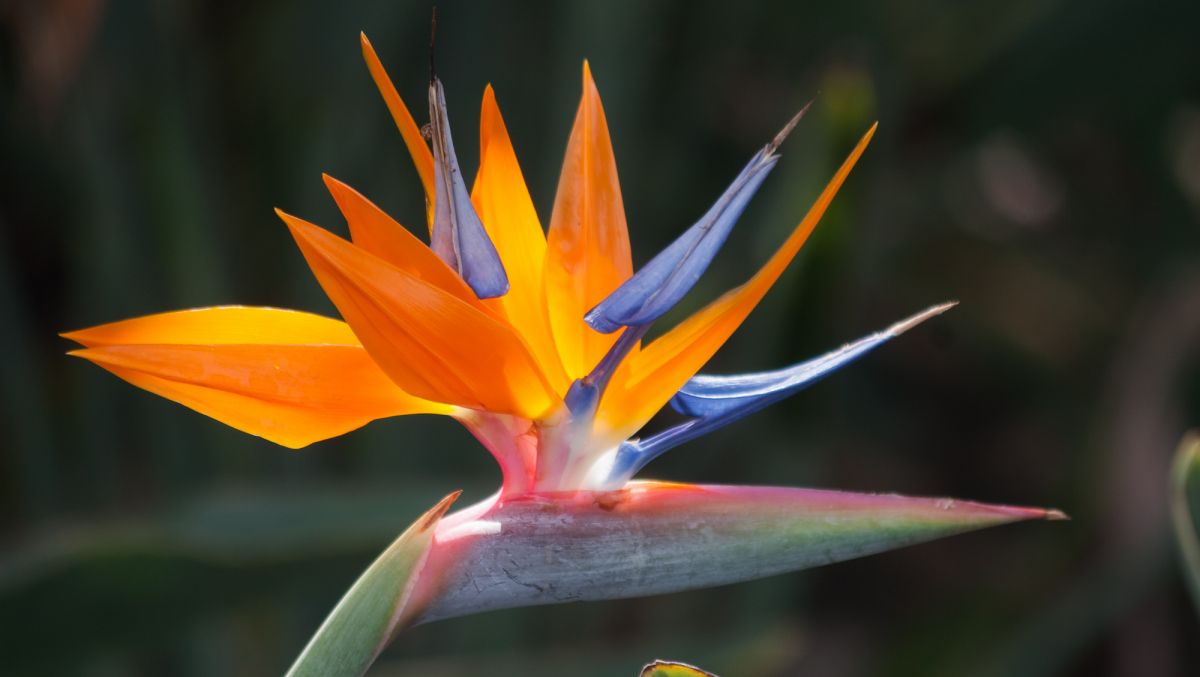 6 Iconic Tropical Flowers That Will Make You Think of Hawaiʻi - HAWAIʻI  Magazine, image size:1200x677