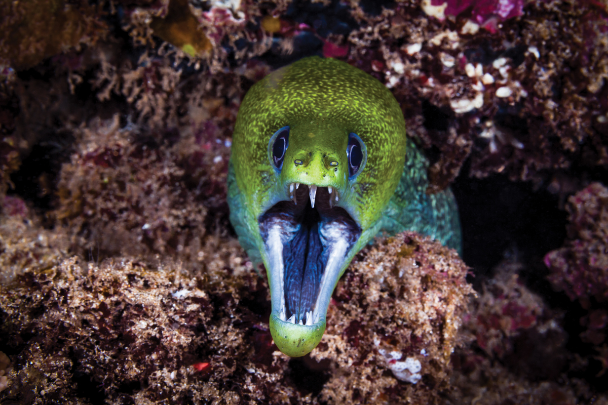 moray eel