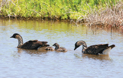 james_campbell_national_wildlife_refuge_Oahu