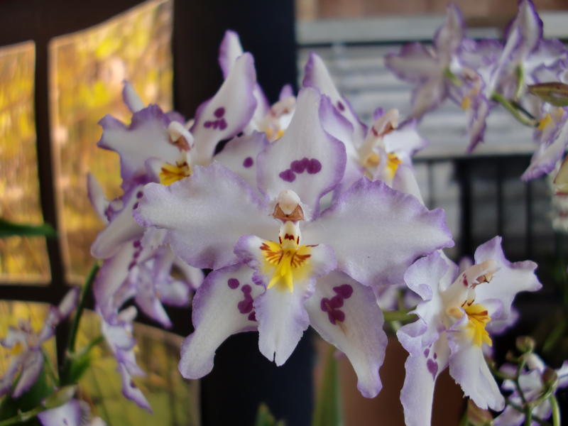 Hawaii_Hilo_Big_Island_orchid