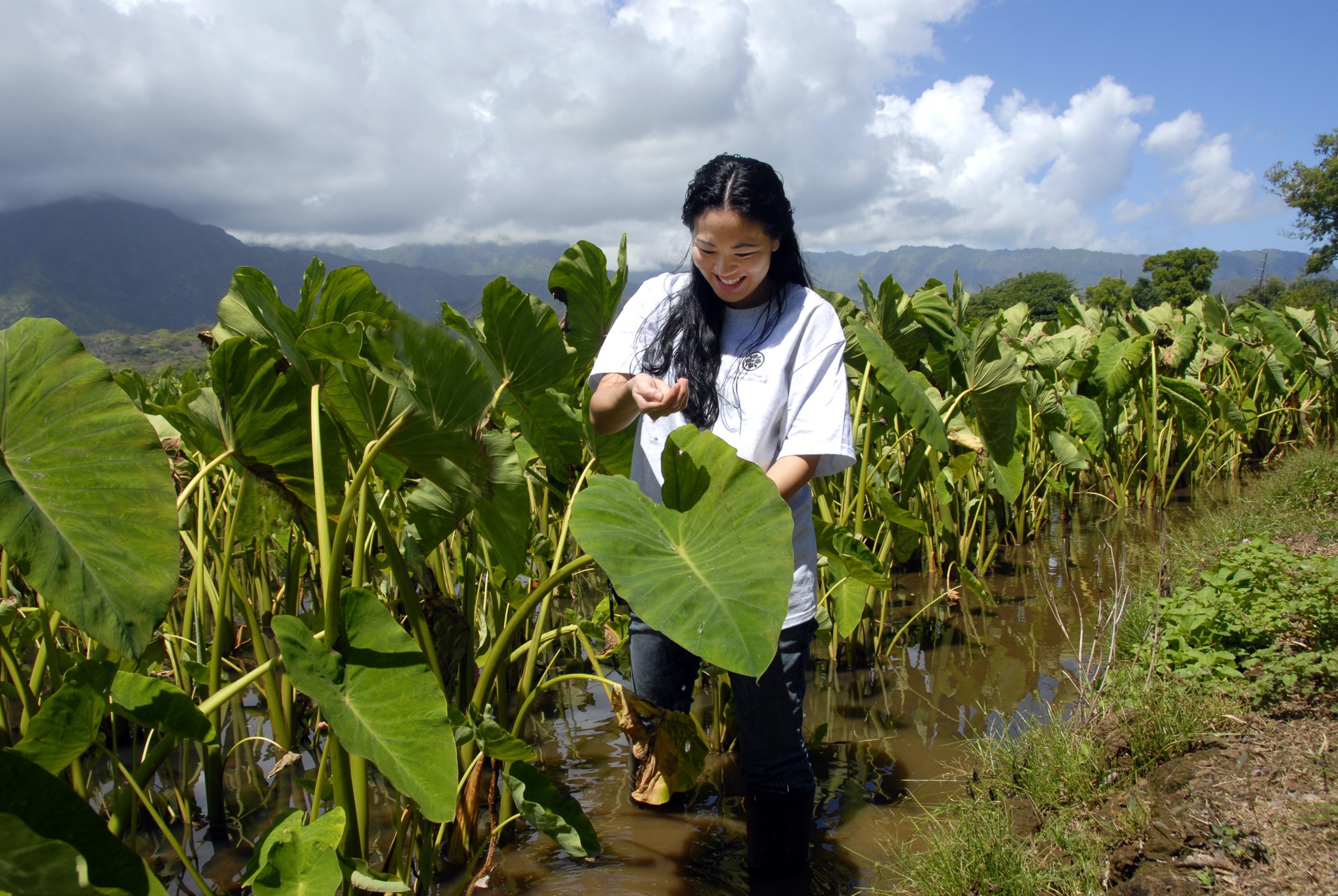 Kauai_Hanalei_valley_taro_fields_tour