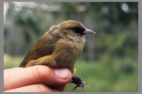Hawaii_Big_Island_endangered_birds 