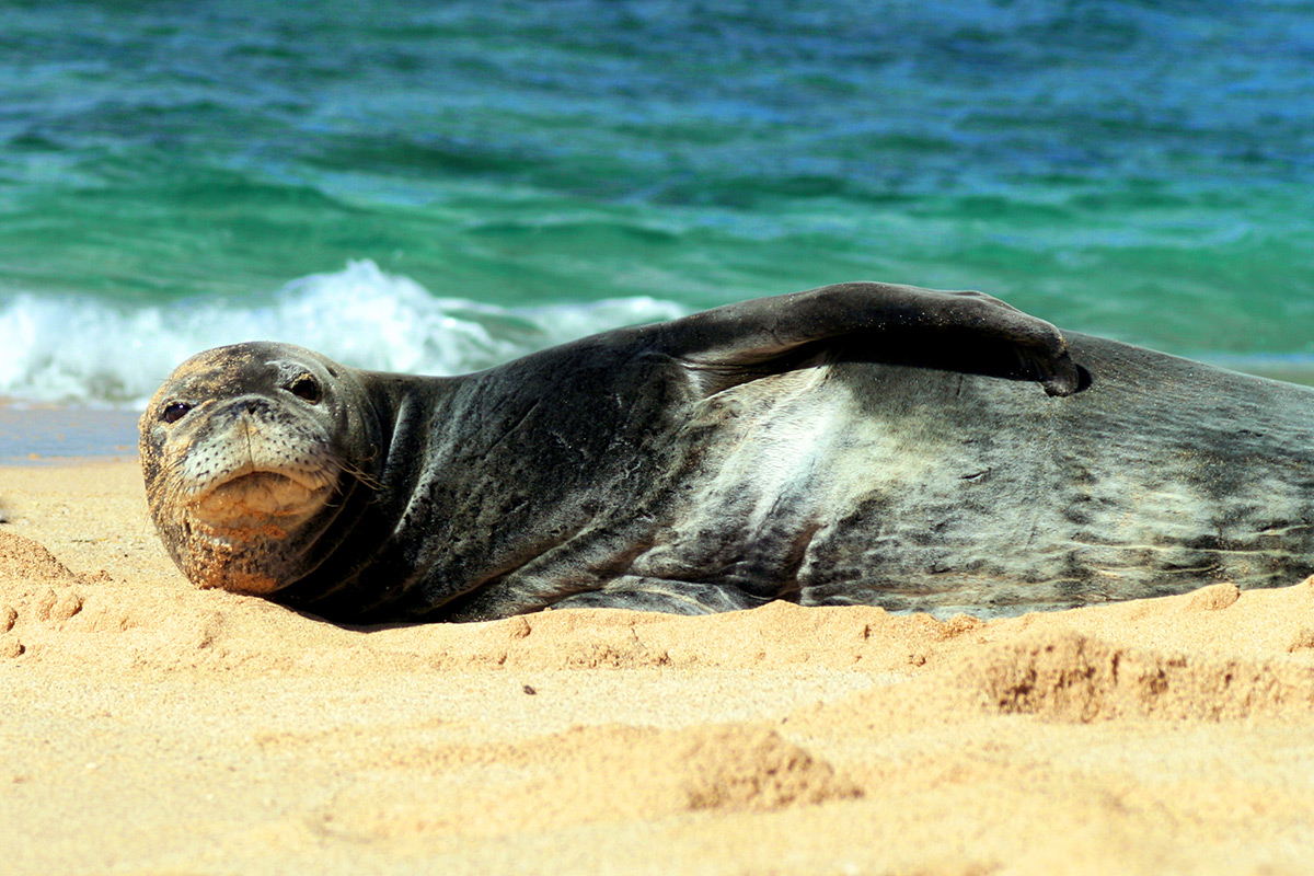 5 Things About the Hawaiian Monk Seal You Need To Know - HAWAIʻI