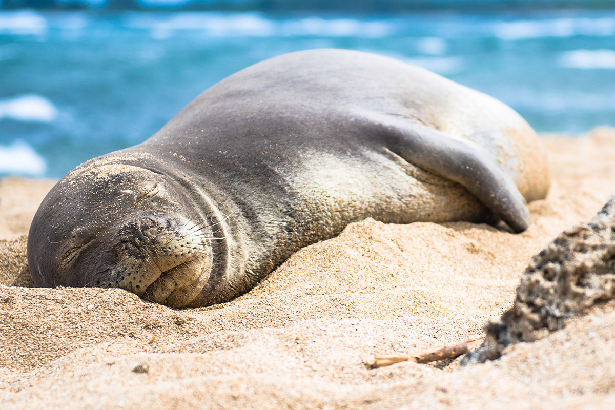 hawaiian monk seal