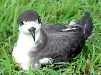 HawaiianPetrel--BZ