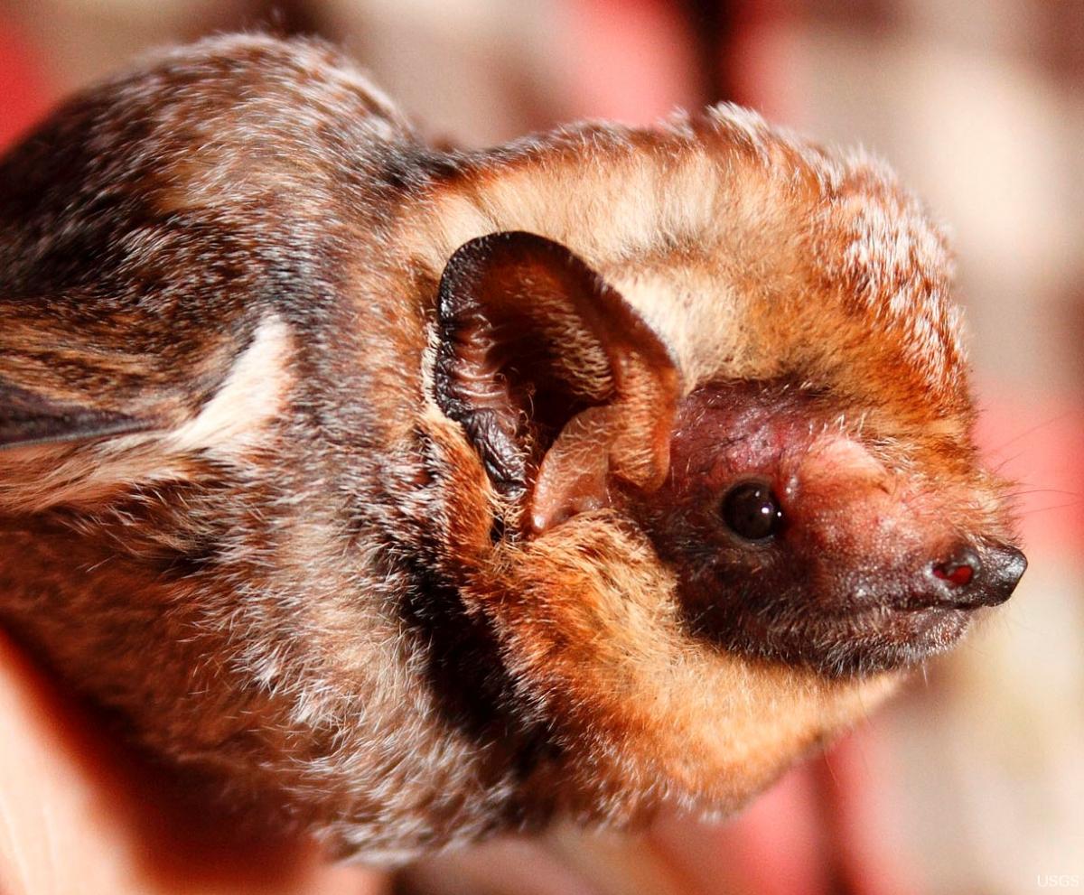 hawaiian hoary bat
