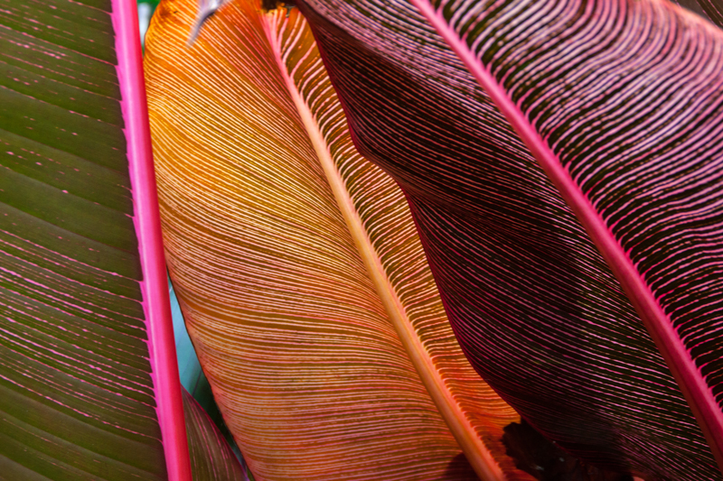 hawaii magazine photo contest abstract princeville