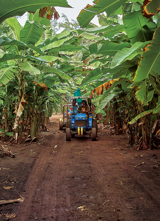  /><figcaption><em>Tractor ride through Kahuku Farms’ apple banana fields. Photo: David Croxford.</em></figcaption></figure>
</div>
<p>When the last sugar mill on Oahu’s North Shore, in Waialua, shuttered the following year, the pair expanded farming operations and crops, leasing land parcels throughout the area today totaling more than 300 acres. I learned a bit about this on Kahuku Farms’ Smoothie Tour, a delightful excursion through the café’s farm on a wagon, smartly outfitted with large umbrellas that block the sun or rain, hitched to a Holland T1510 tractor. (It’s called a Smoothie Tour because it ends with a papaya-banana smoothie from the café.)</p>
<p>“There’s a lot of history where we are today,” says Judah Lum, our tour guide and Kylie’s husband. He shares the history of the farm, points out its main crops and explains why agricultural tours like the one we’re on are an important component of Kahuku Farms’ future. “This is a way for us to stay in business for another generation. We are very blessed to have this happen.”</p>
<p>Lum, who left a construction career to work on the farm, takes us through a very organized area of crops, home to everything from small Samoan coconut trees to a grove of açaí palms ready for harvest, offering detailed knowledge of each. We learn, for example, that Samoan coconut trees grow to about 25 feet tall and are safer to grow in public areas, and that the farm has no idea how to process its açaí berries.</p>
<div style=