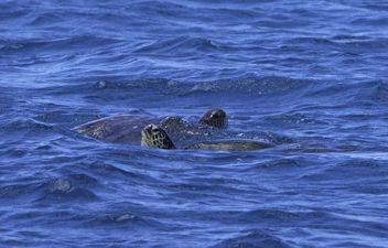Waikiki_lunch_and_snorkel_catamaran_sail