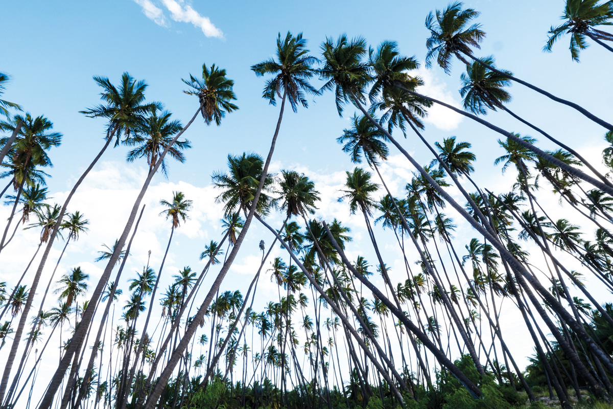palms molokai
