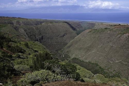 Hawaii_Lanai_Maui_Dole_Oracle_Murdock_Ellison_Oahu
