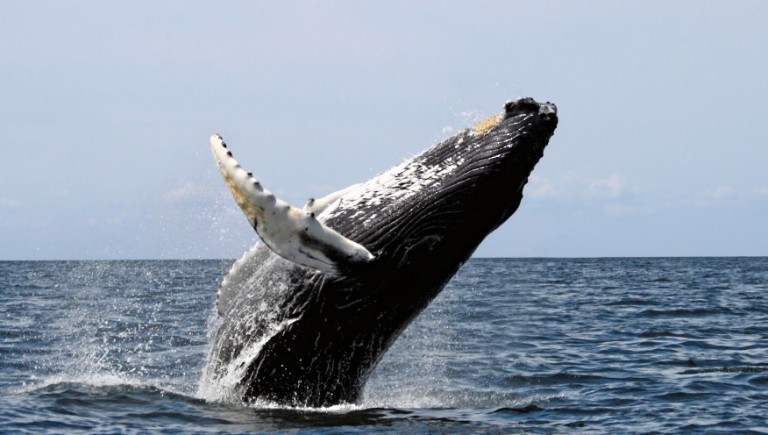 Humpback breaching