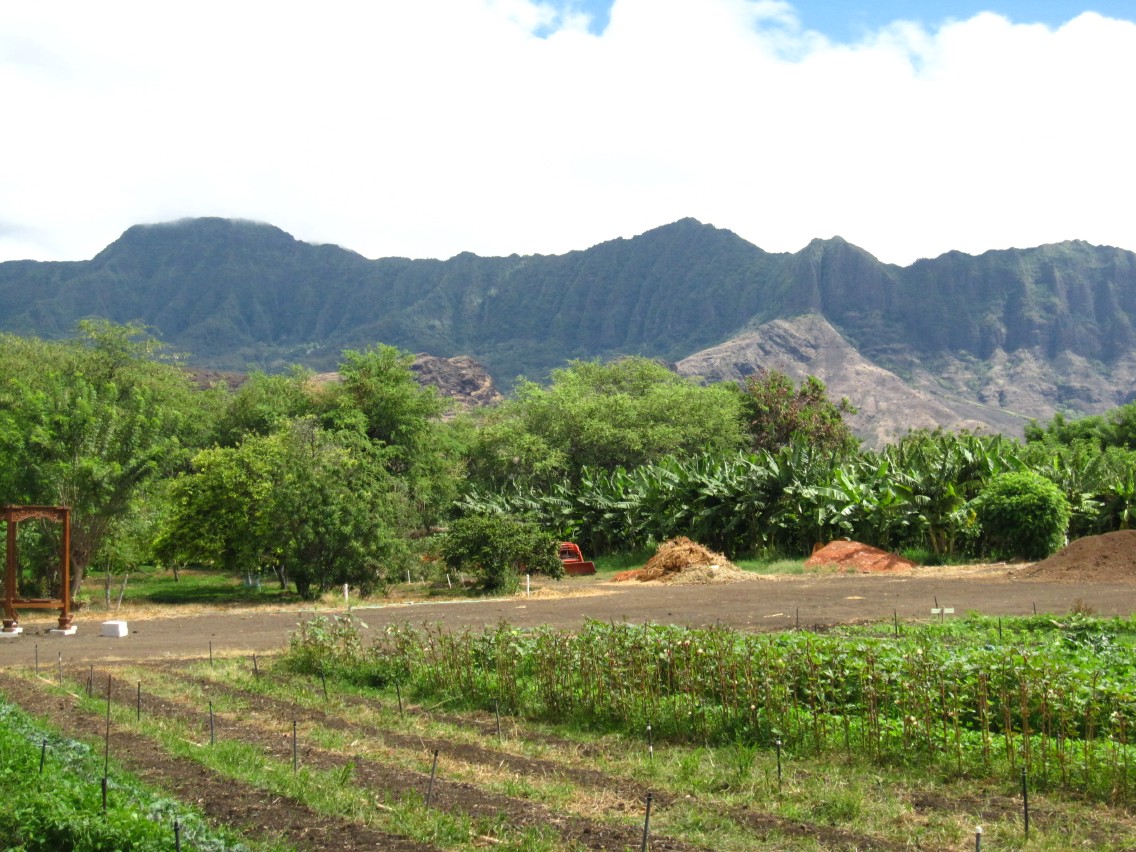 same_day_farm_to_table_Oahu_Waianae_Coast