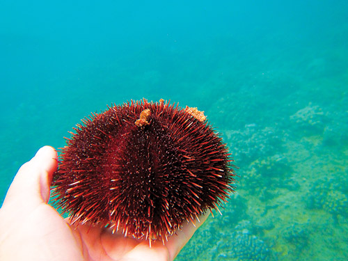 maui_ambassadors_of_environment_undersea_exploration_kapalua_bay maui_ambassadors_of_environment_undersea_exploration_kapalua_bay