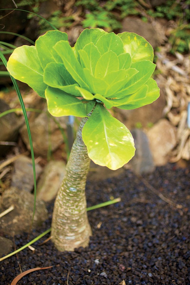 limahuli garden alula