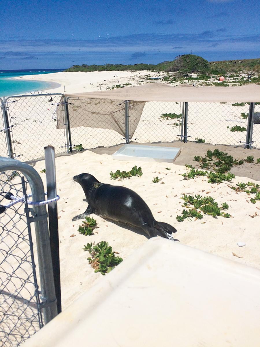 hawaiian monk seal rescue