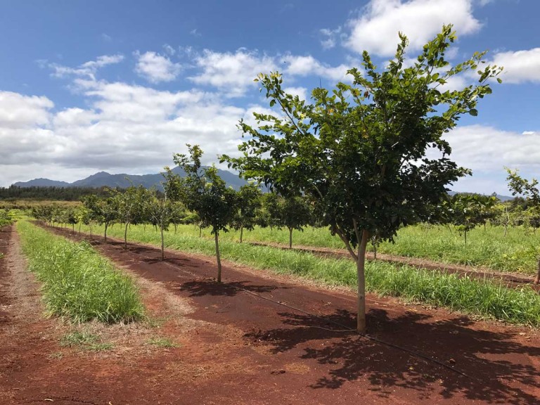 pongamia trees