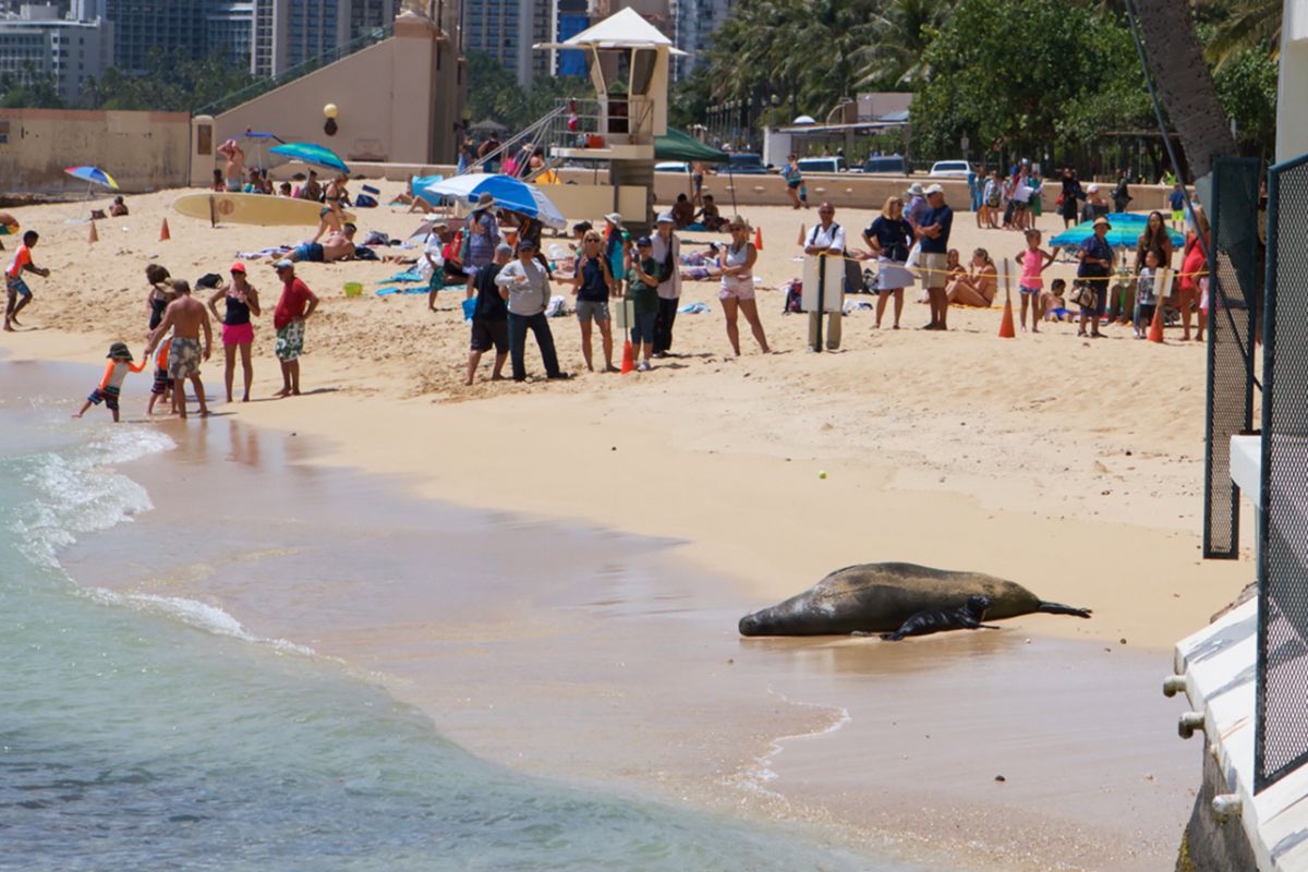 monk seal