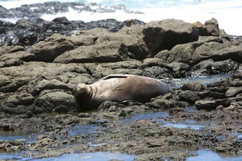 Kaena_Point_hike_Oahu