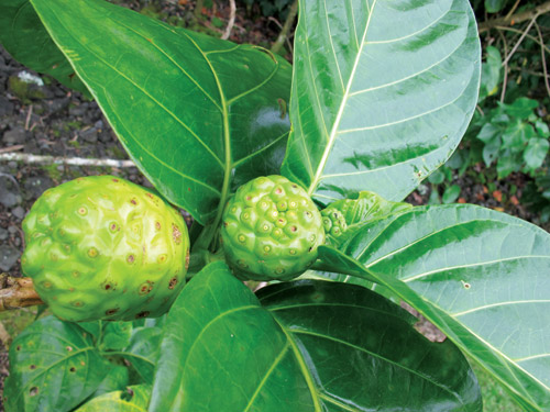 kahanu_gardens_maui_hana_coast_hawaii