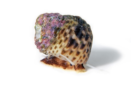 niihau_shell_lei_Bishop_Museum_Oahu_exhibit