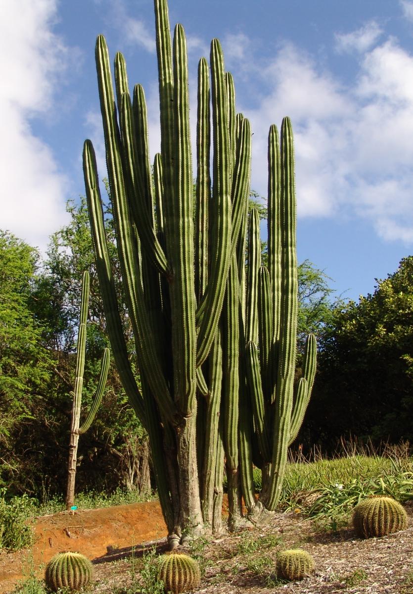 koko crater botanical gardens