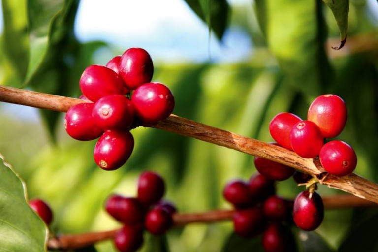 KonaCoffee1