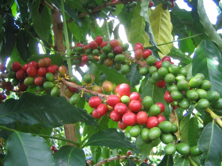KonaCoffeeVine