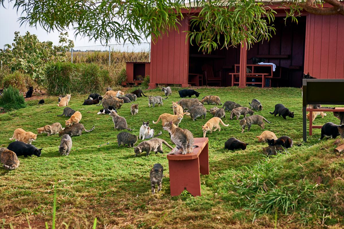 Lanai Cat Sanctuary