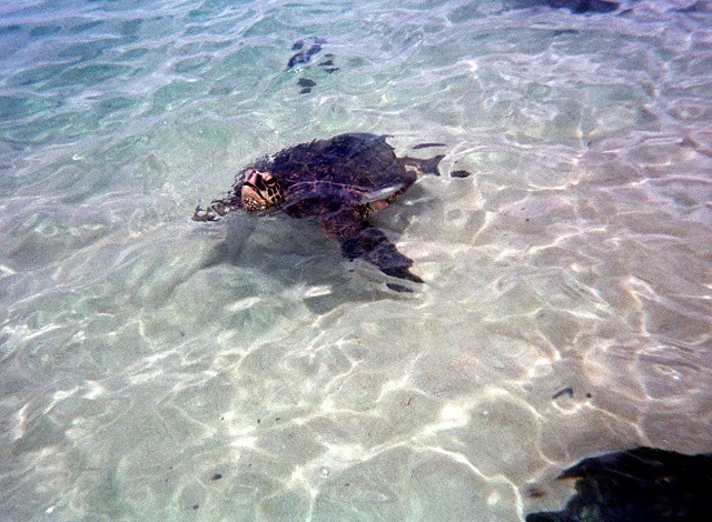 five_things_Oahu_North_Shore_one_day