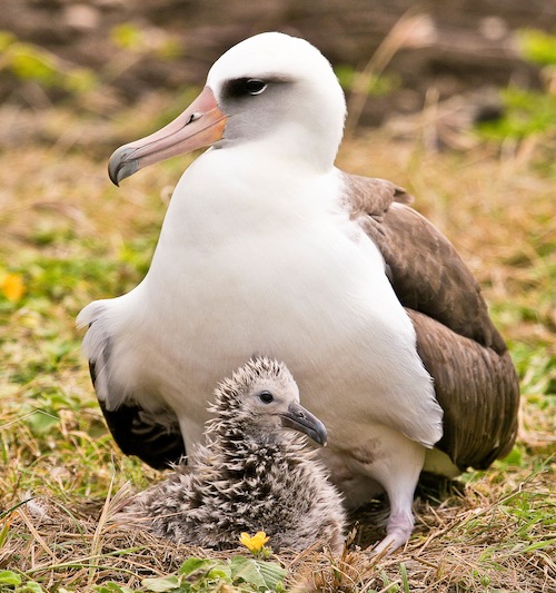 laysan_albatross_moli_kauai_oahu_new_colony