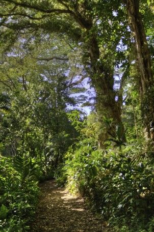 Lyon_Arboretum_mission_native_Hawaii_plants