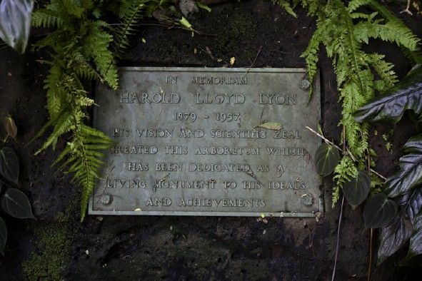 Lyon_Arboretum_mission_native_Hawaii_plants