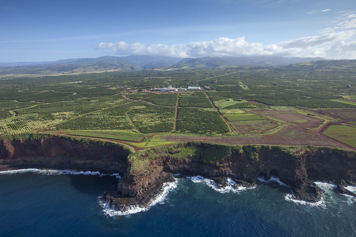 kauai coffee